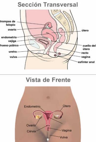 La climateria y sheynyy la osteocondrosis